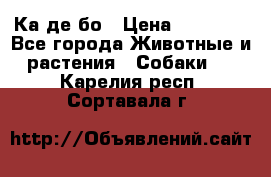 Ка де бо › Цена ­ 25 000 - Все города Животные и растения » Собаки   . Карелия респ.,Сортавала г.